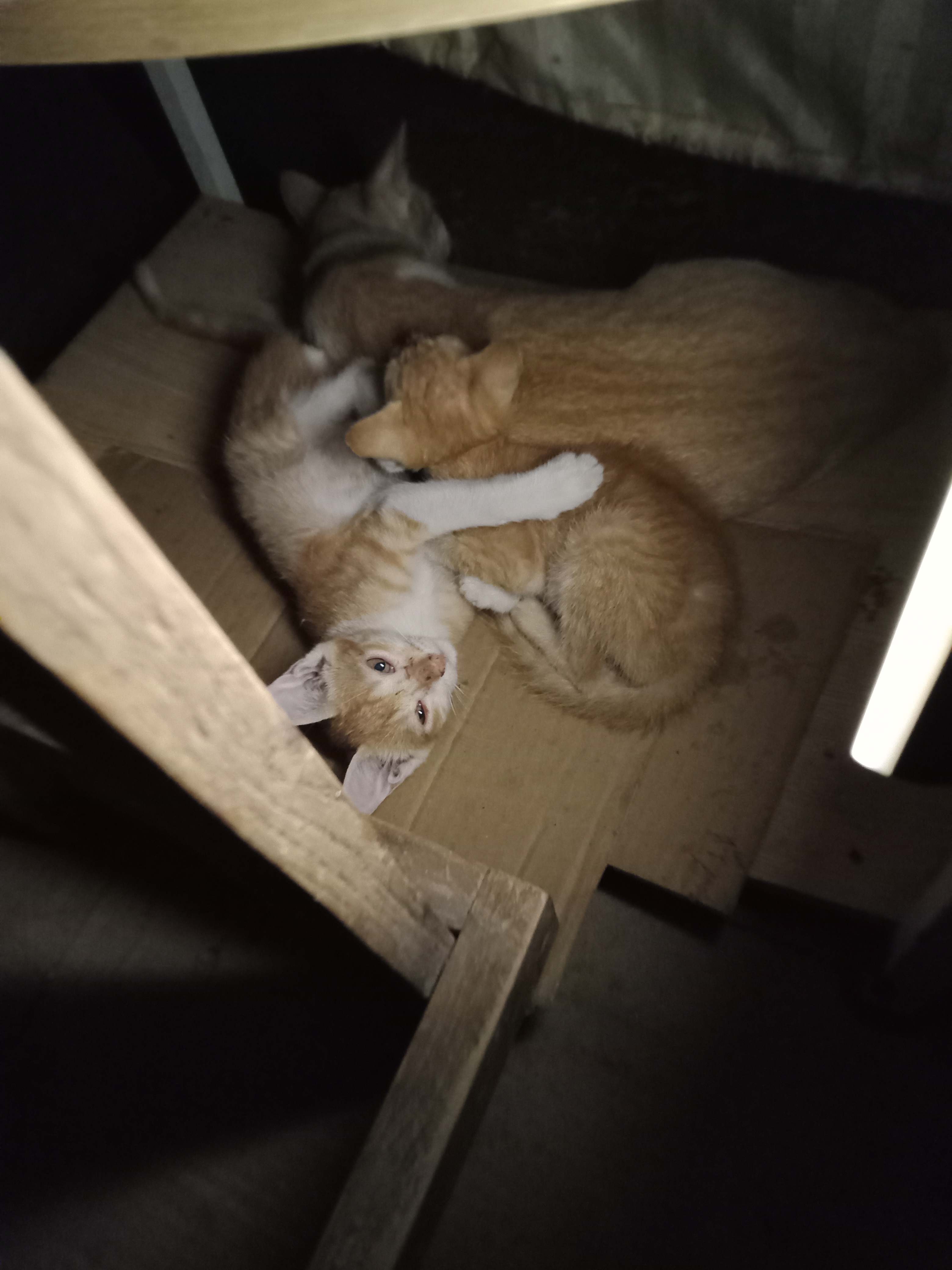 IMG20260613041307.jpg