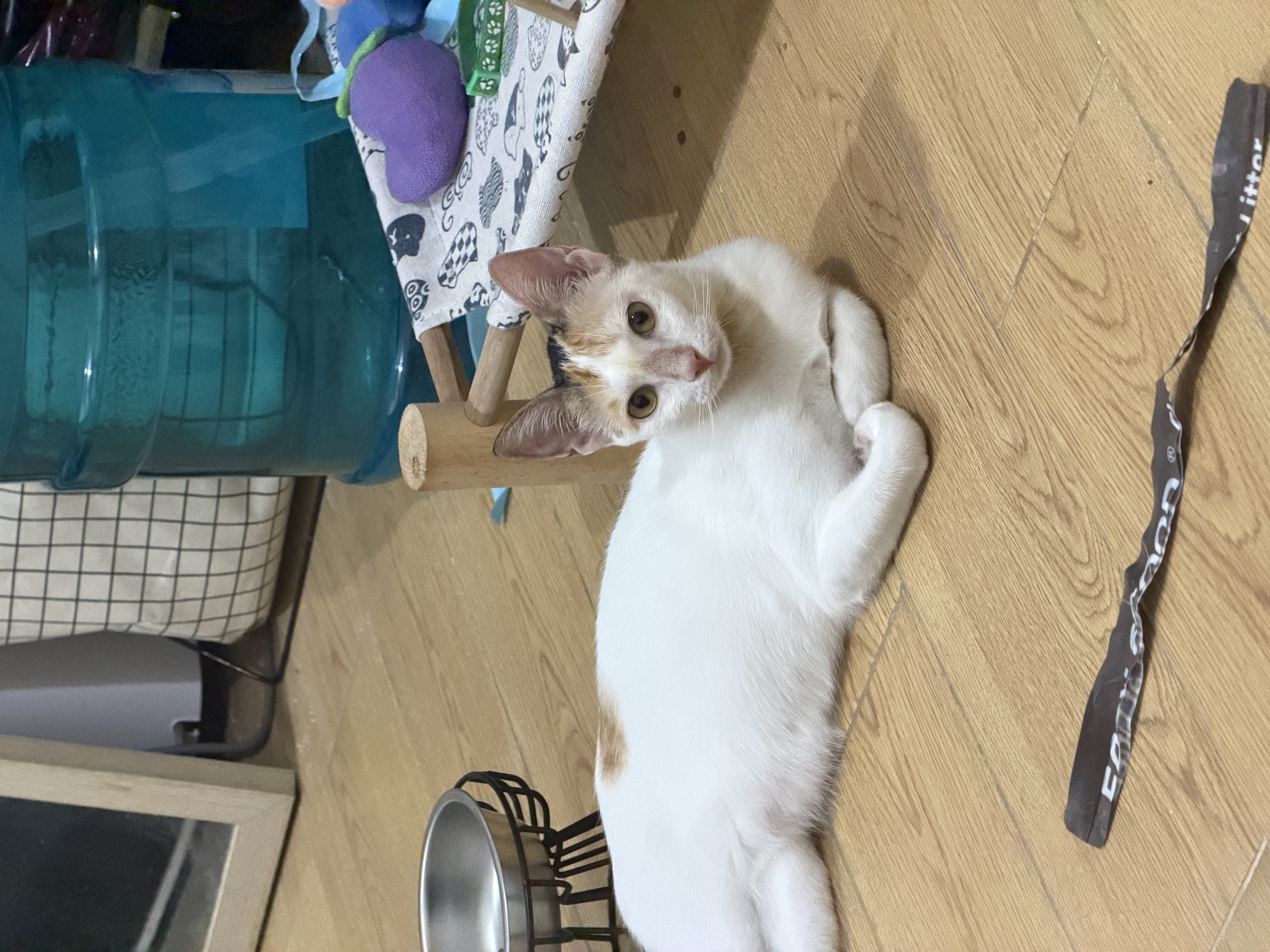 IMG_8317.jpeg