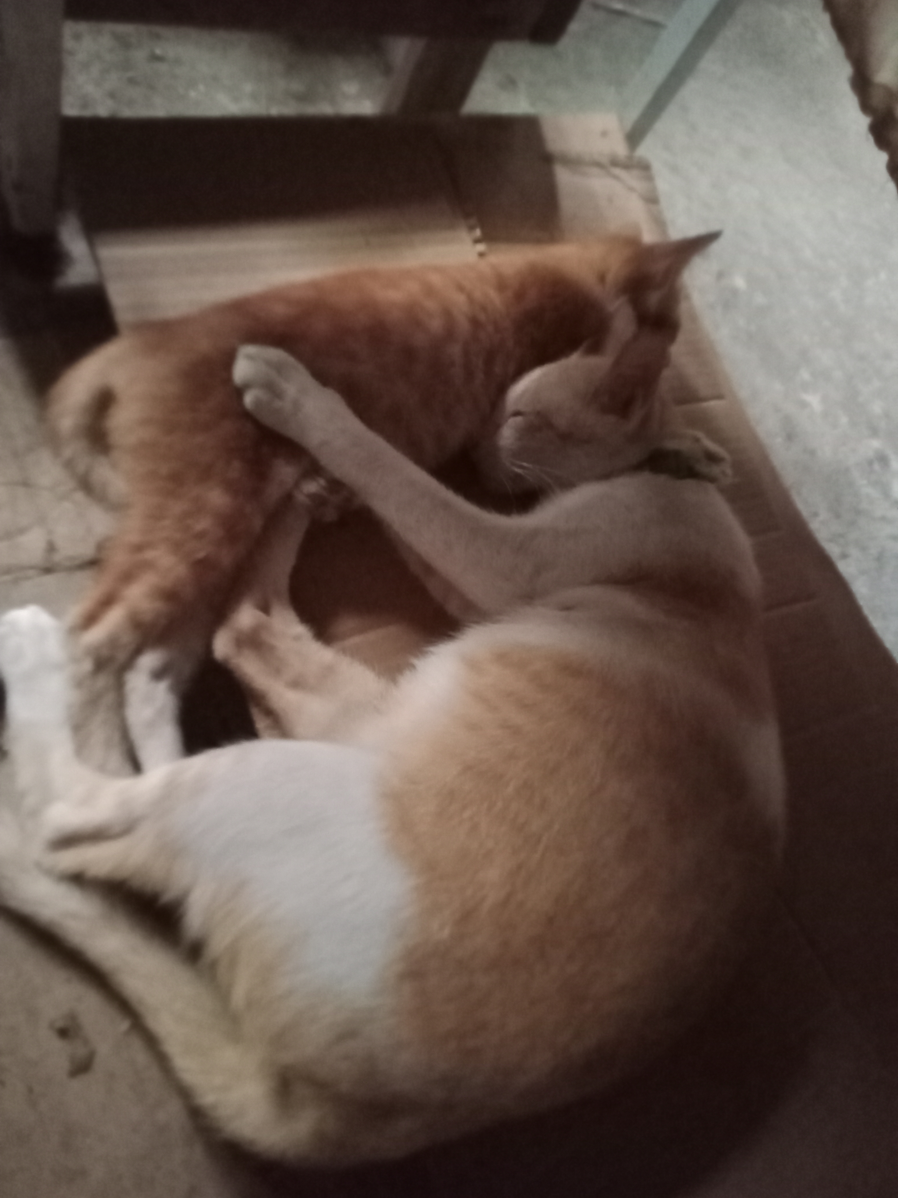 IMG20260620111741.jpg