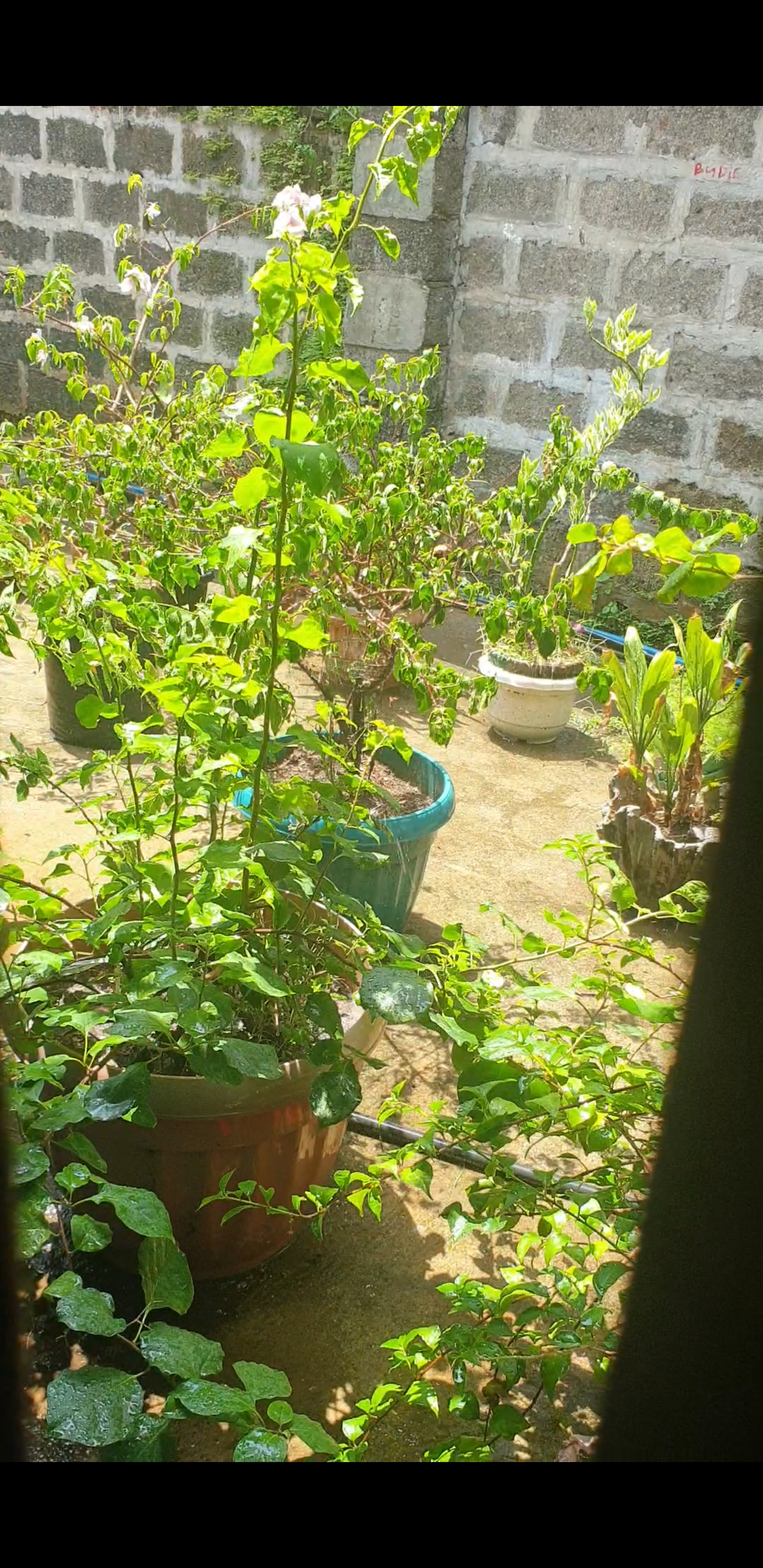 Screenshot_20260629-105211_Photos.jpg