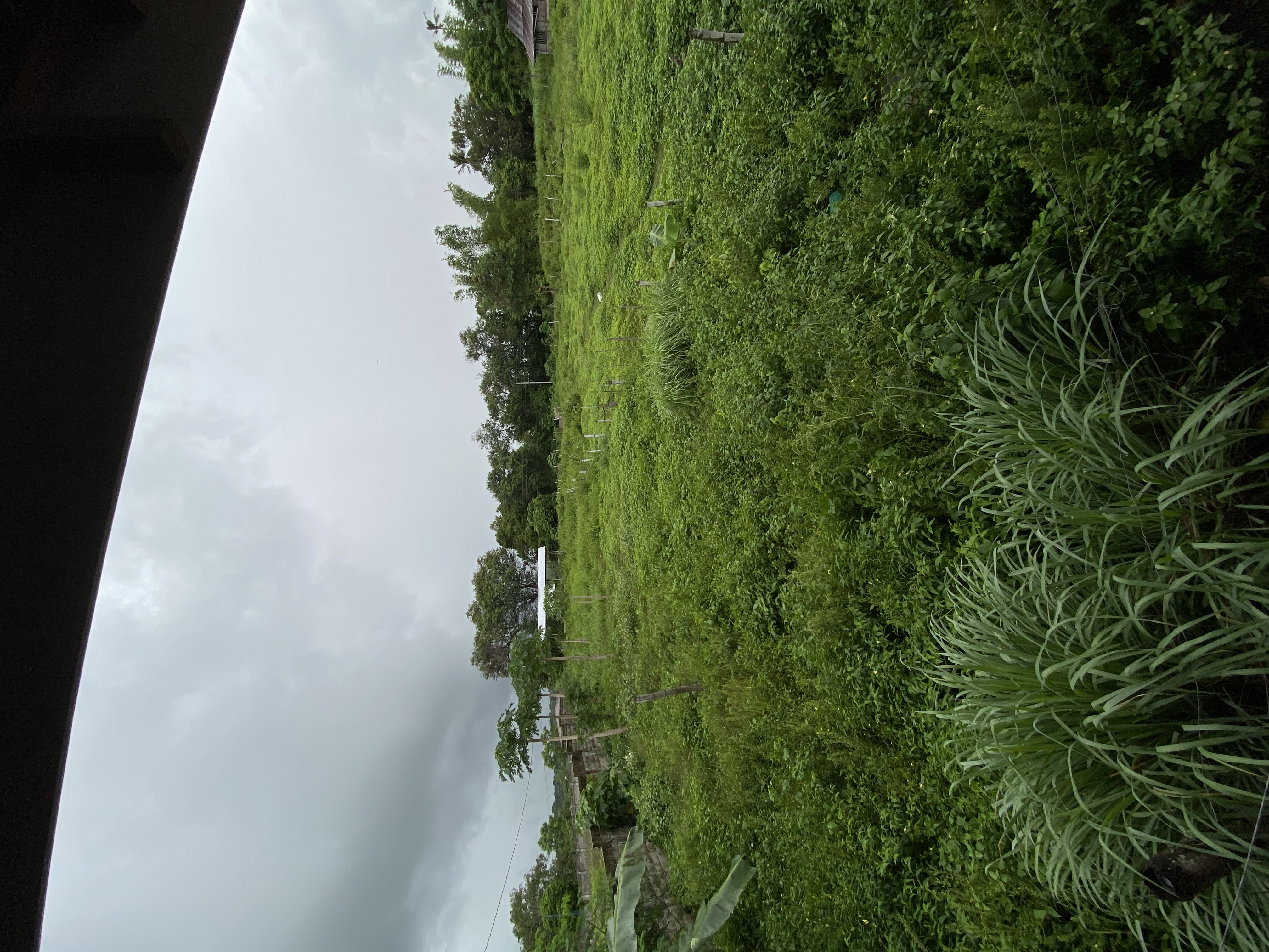 IMG_0701.jpeg
